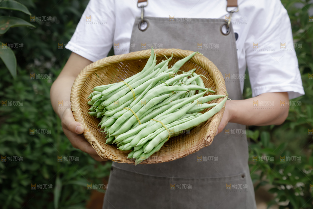 四季豆