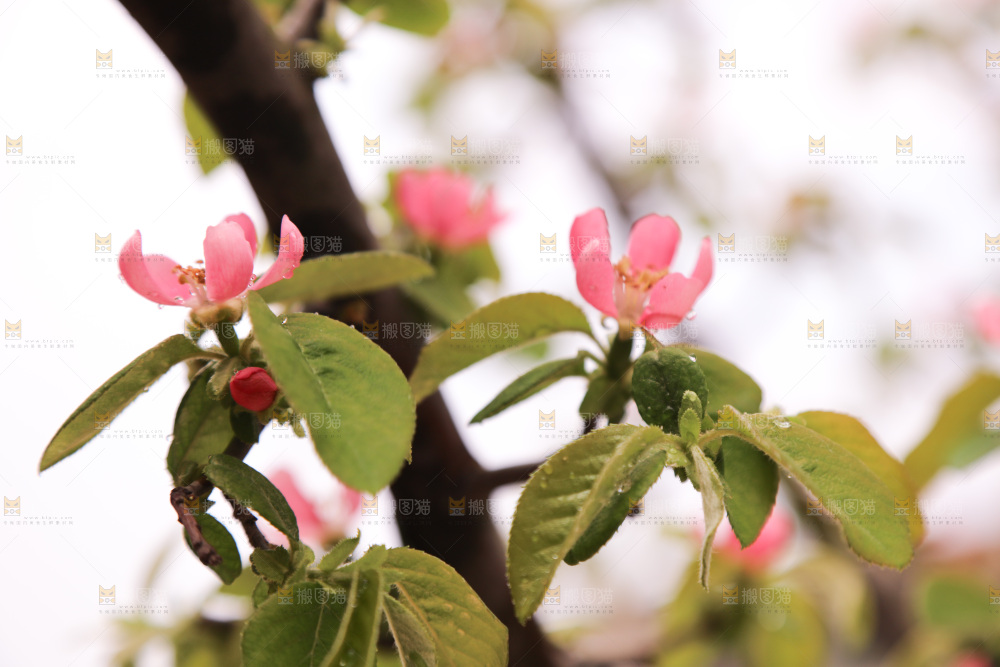 鲜花