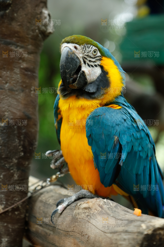 鹦鹉