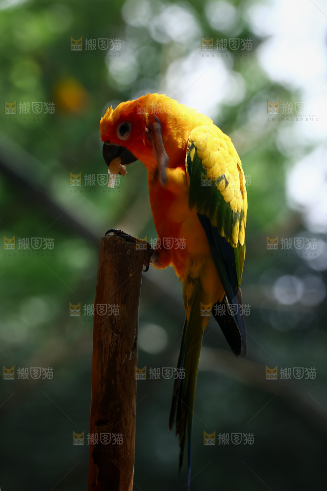 鹦鹉