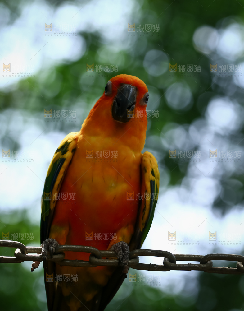 鹦鹉