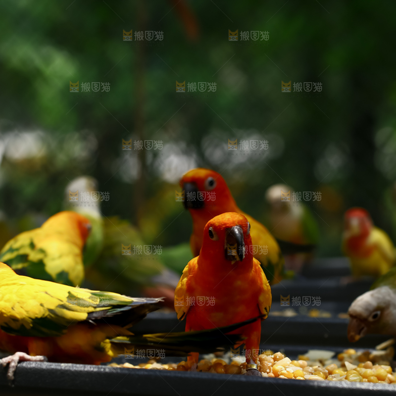 鹦鹉