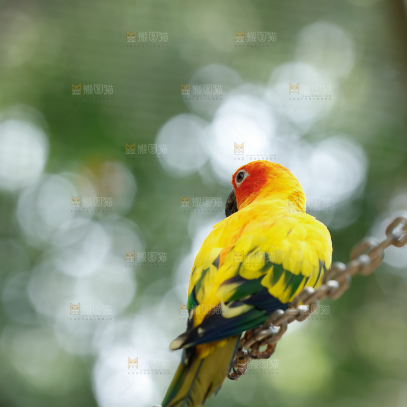 鹦鹉