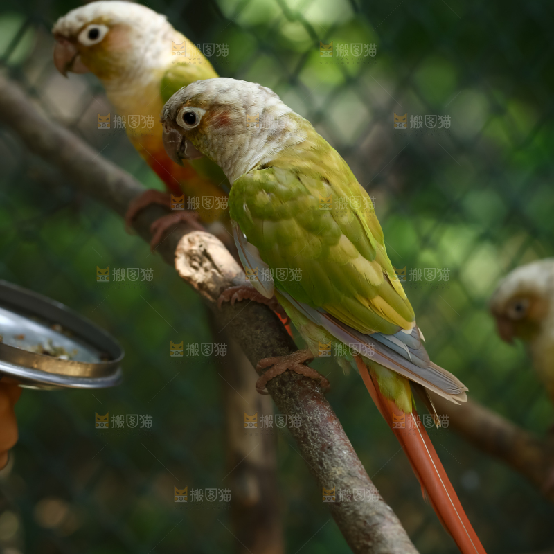 鹦鹉