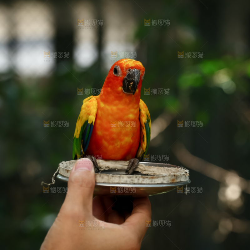 鹦鹉