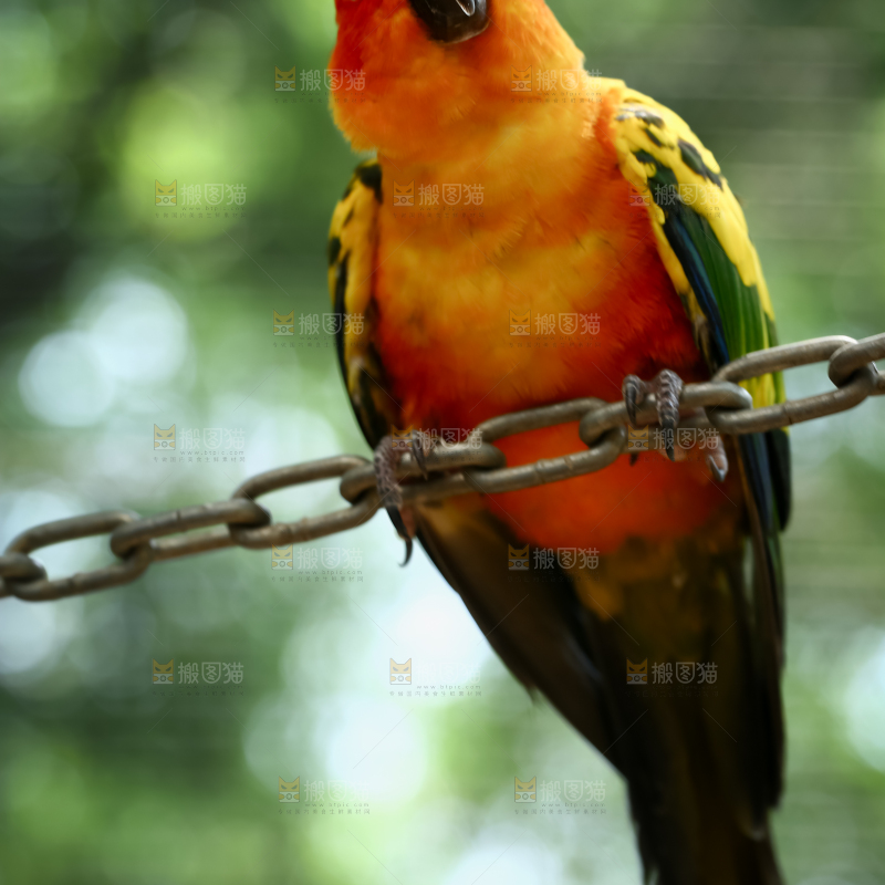 鹦鹉