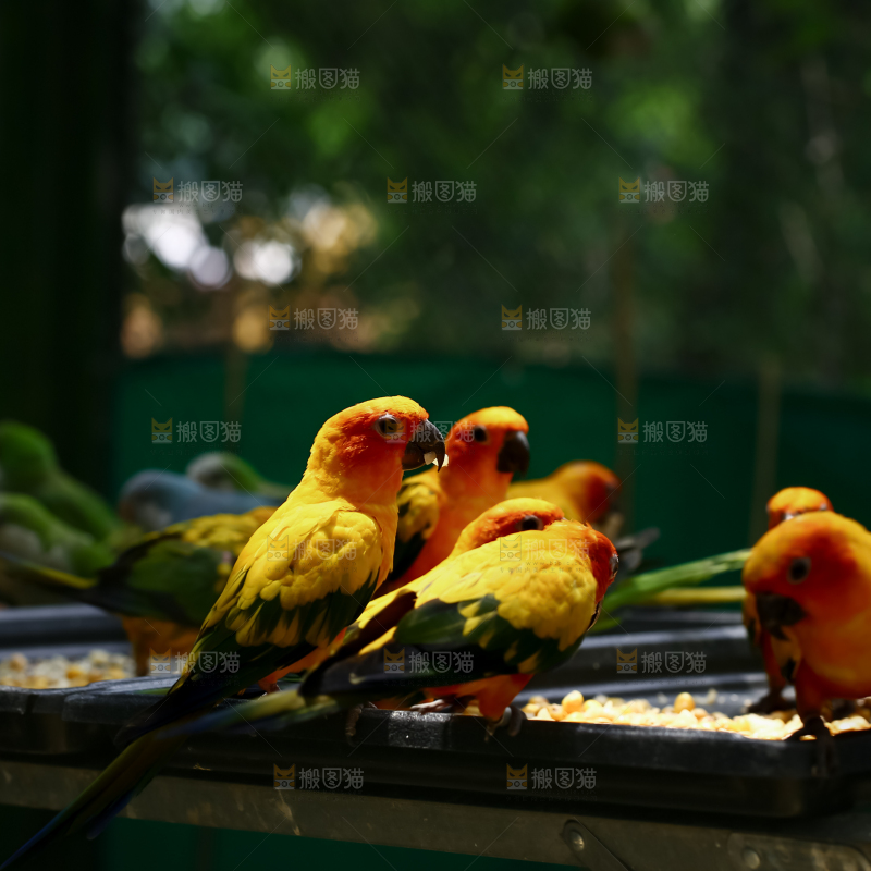 鹦鹉