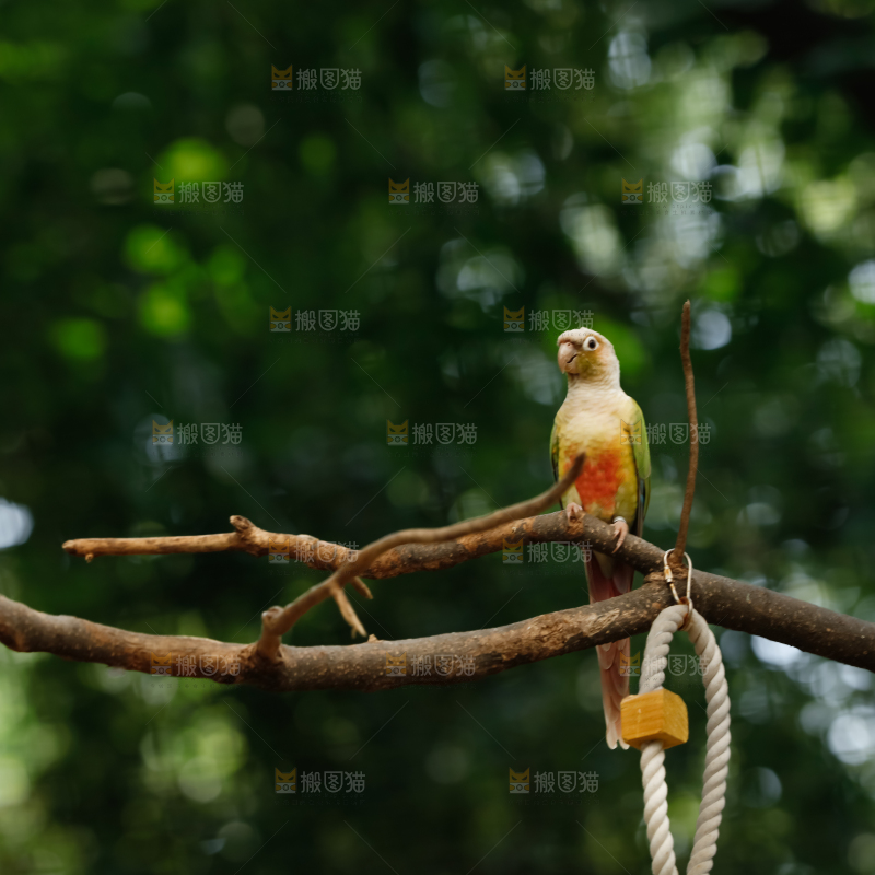 鹦鹉