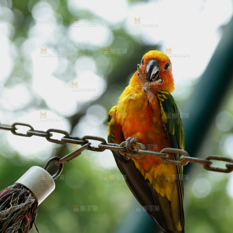 鹦鹉