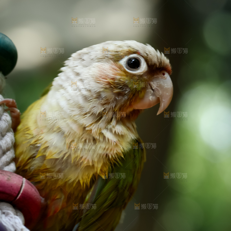 鹦鹉