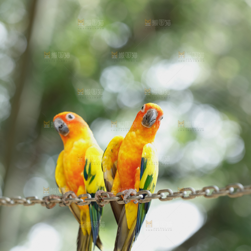 鹦鹉