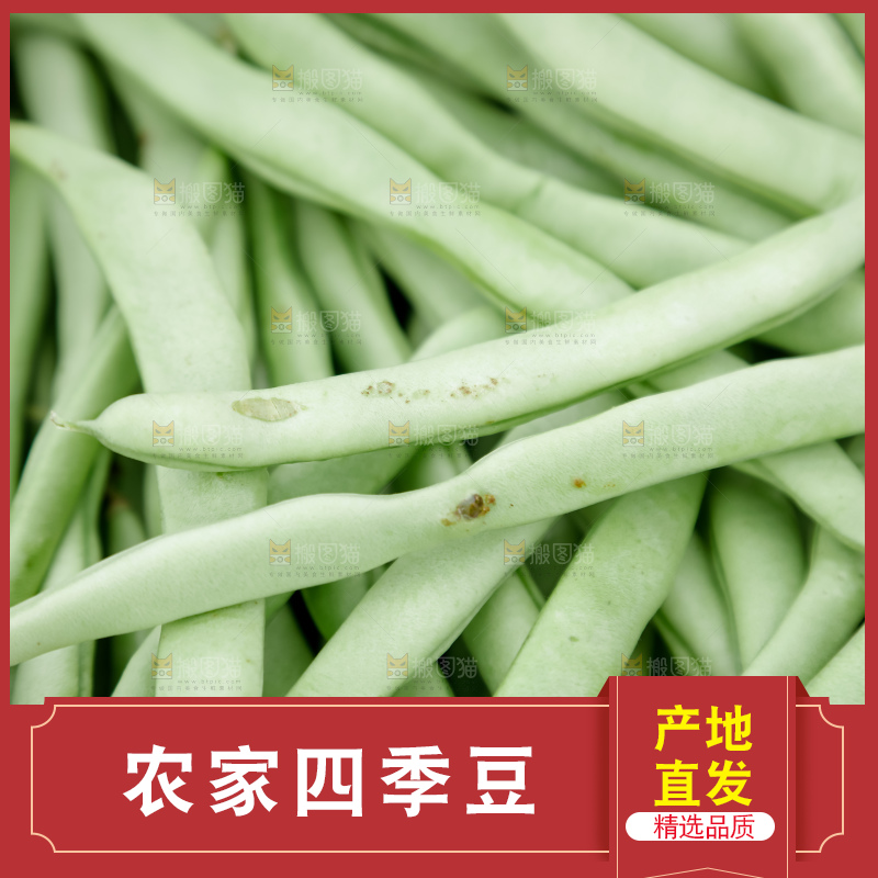 四季豆