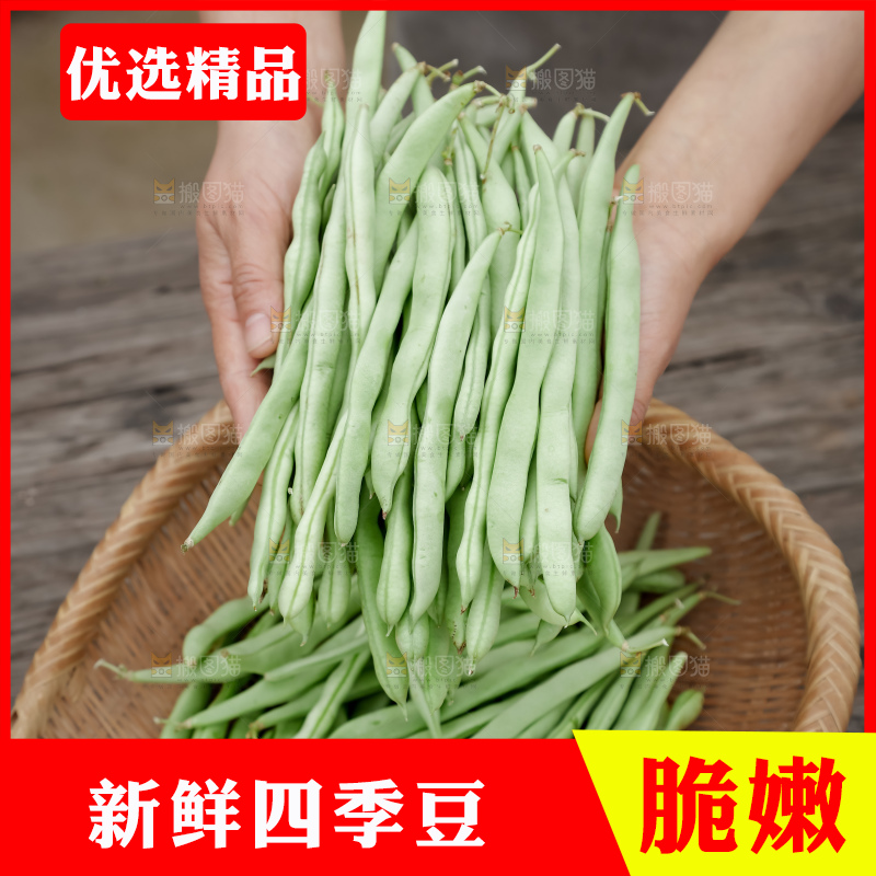 四季豆