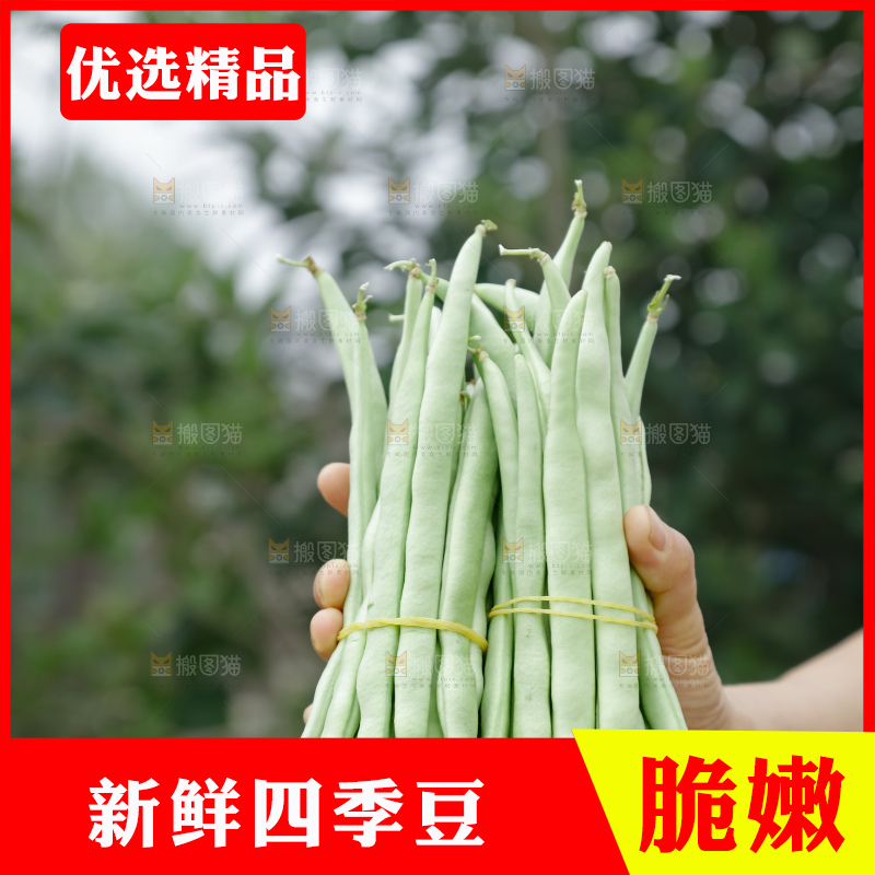 四季豆