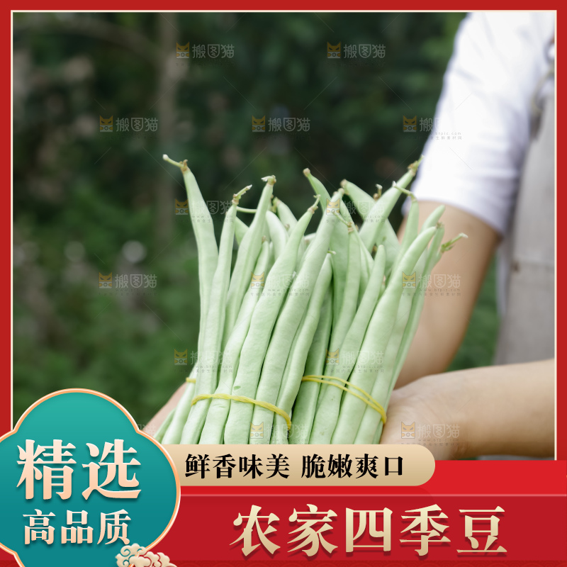 四季豆