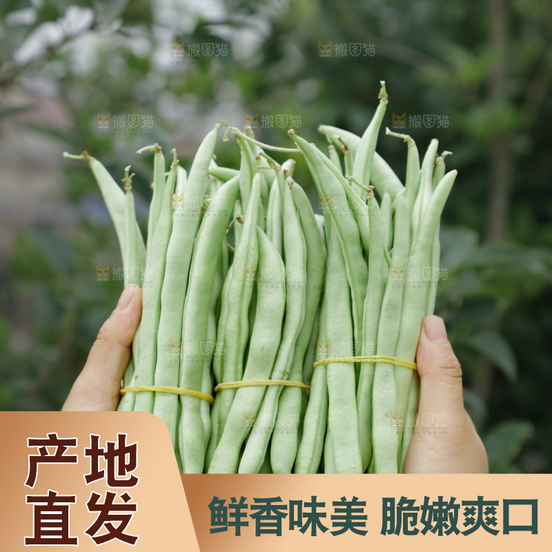 四季豆
