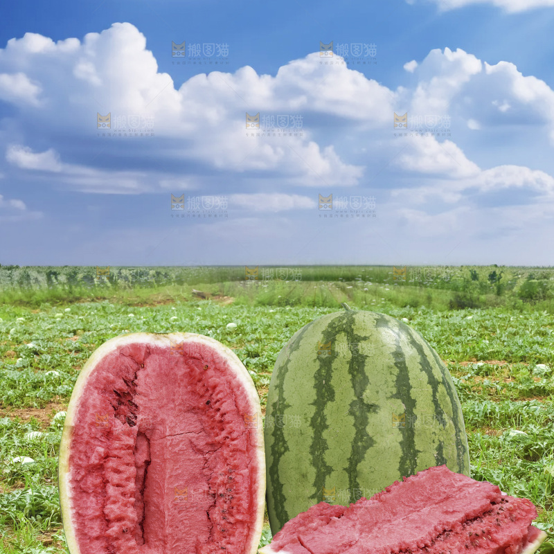 石头瓜