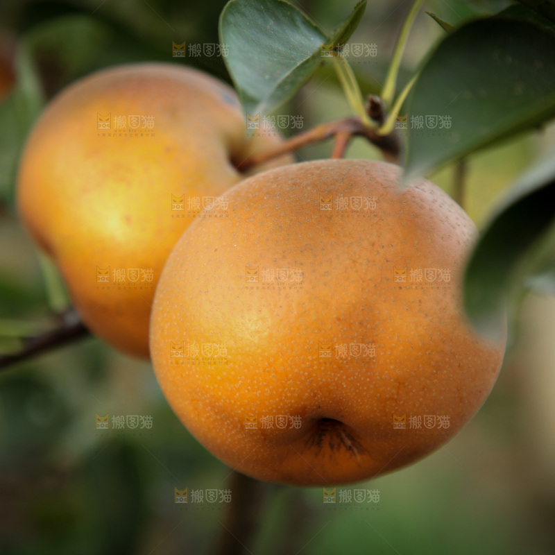 梨树