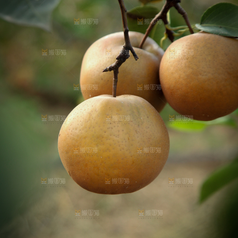 梨树