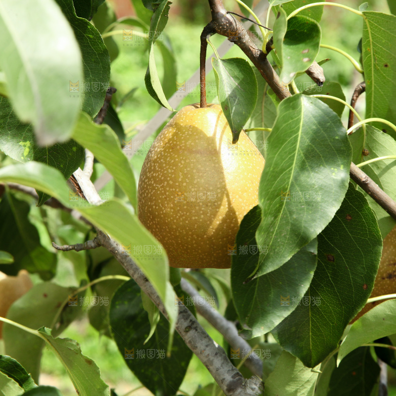 梨树