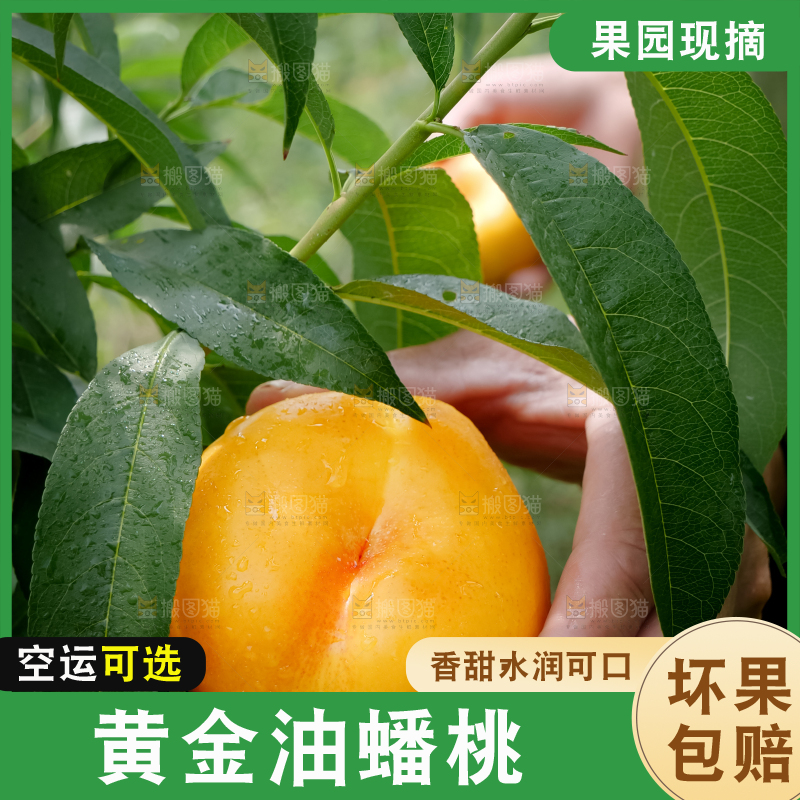 黄油蟠桃