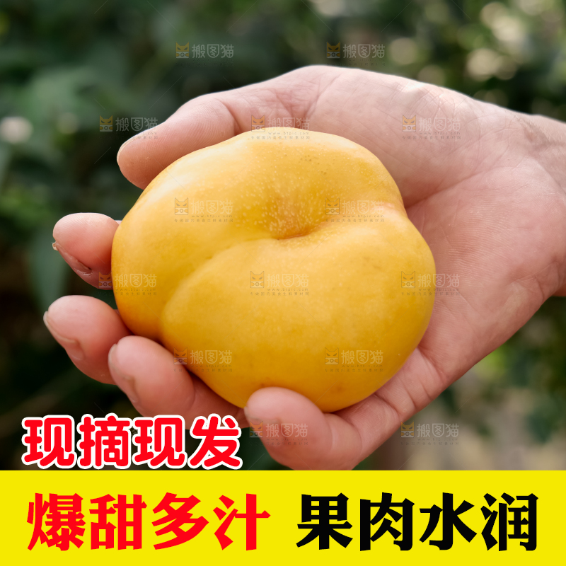 黄油蟠桃