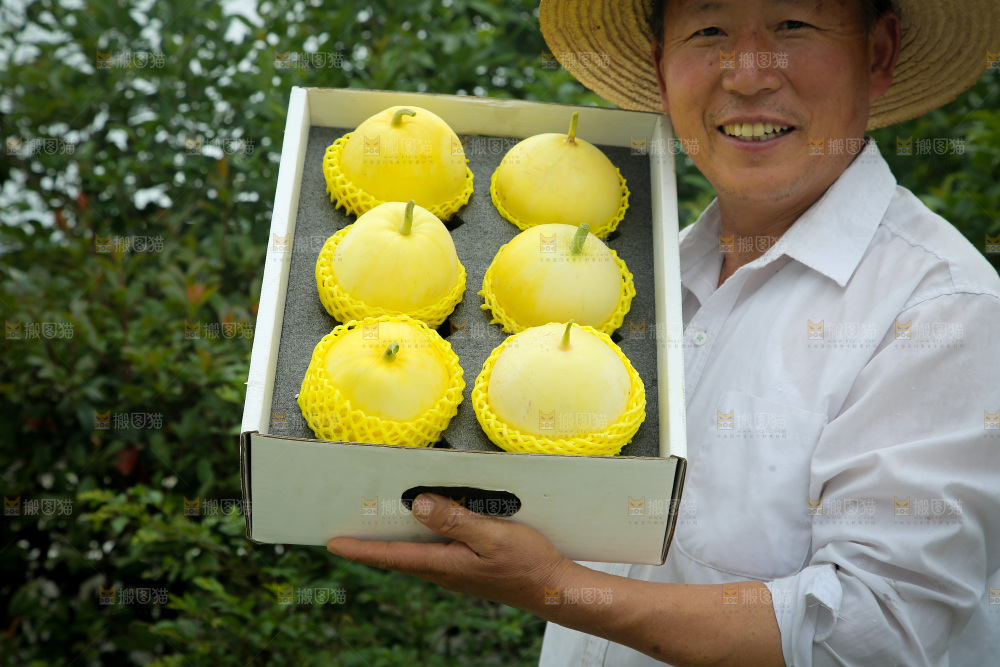 小蜜蜂甜瓜