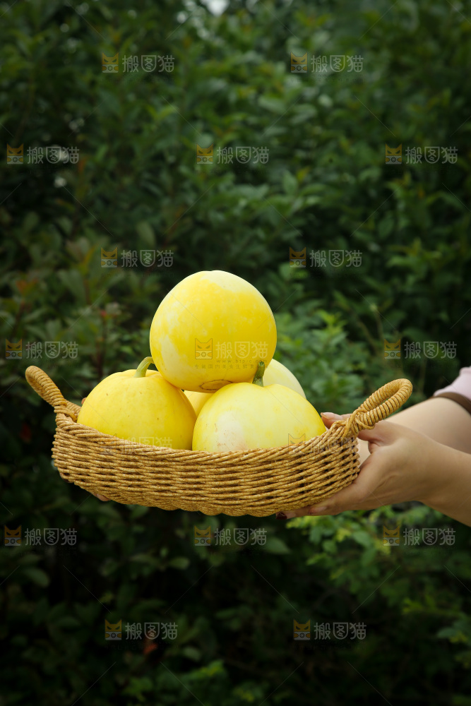 小蜜蜂甜瓜