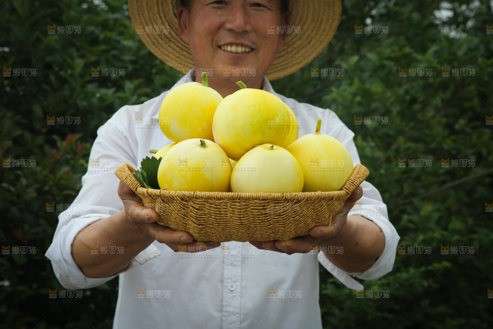 小蜜蜂甜瓜