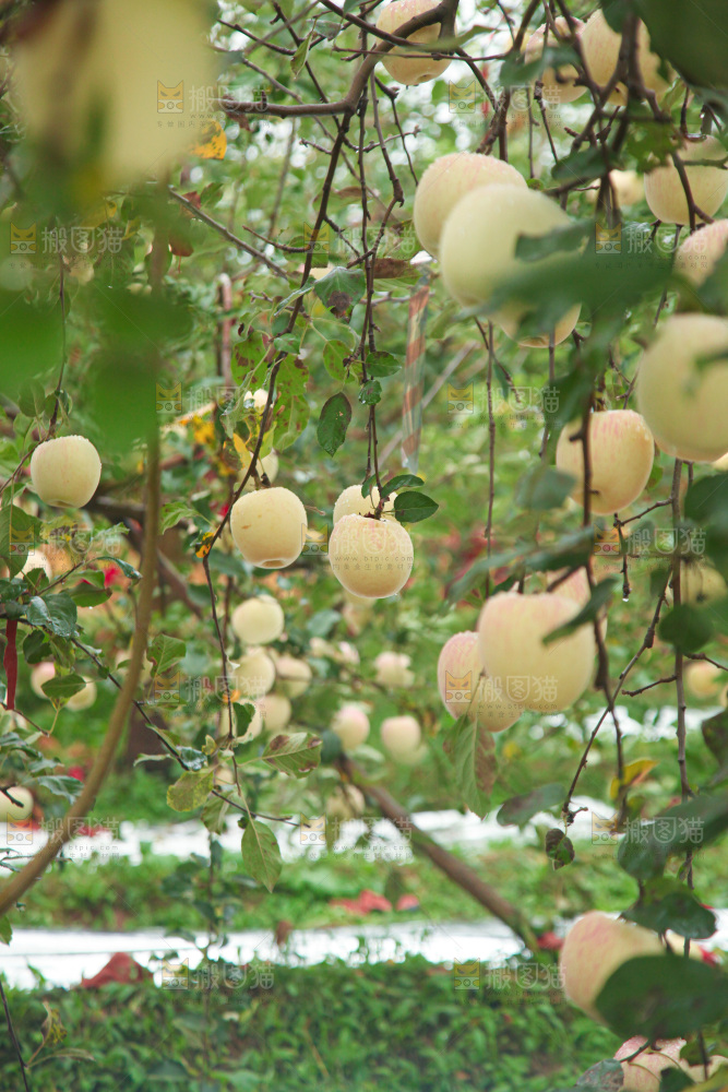 苹果树