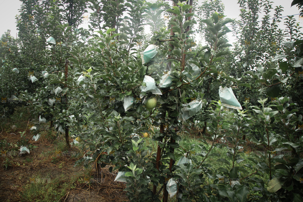 苹果树