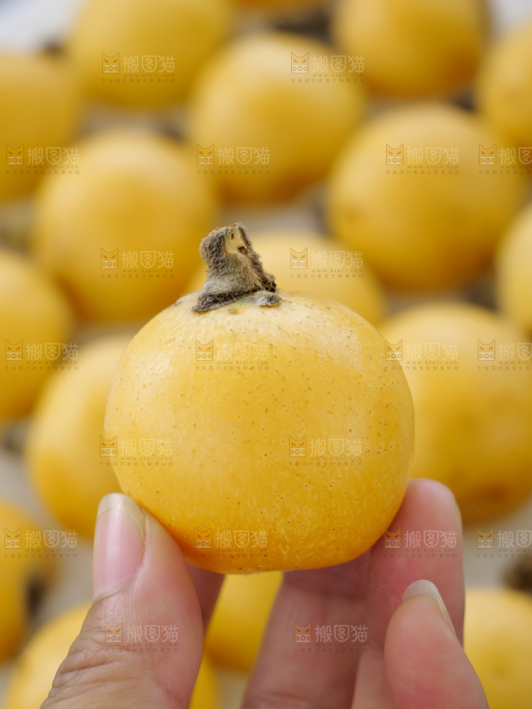 白玉枇杷