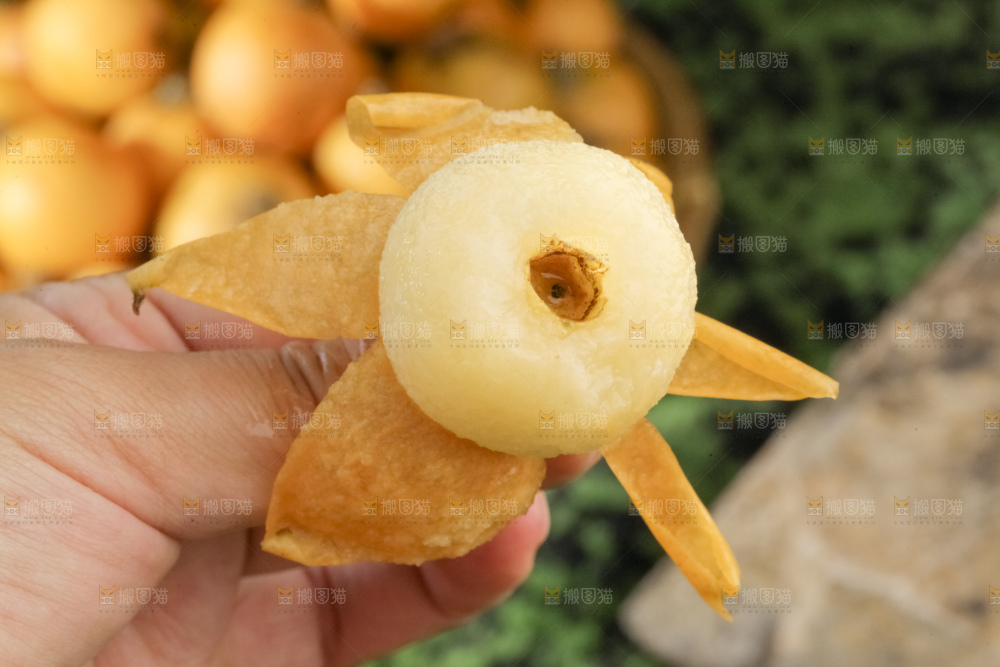 白玉枇杷