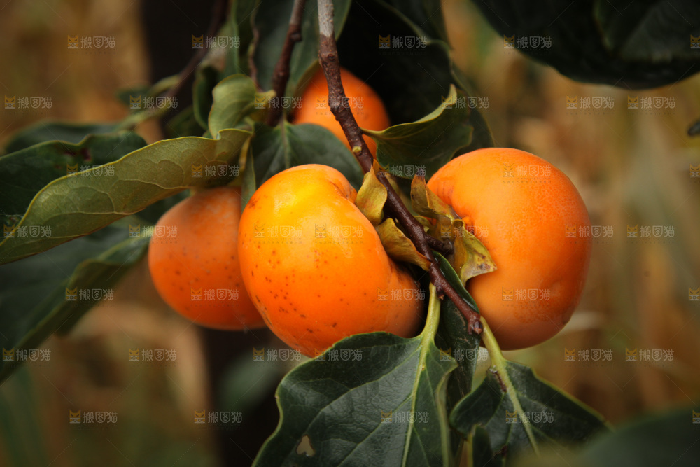 柿子树