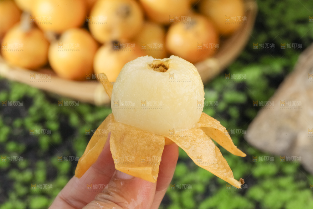 白玉枇杷