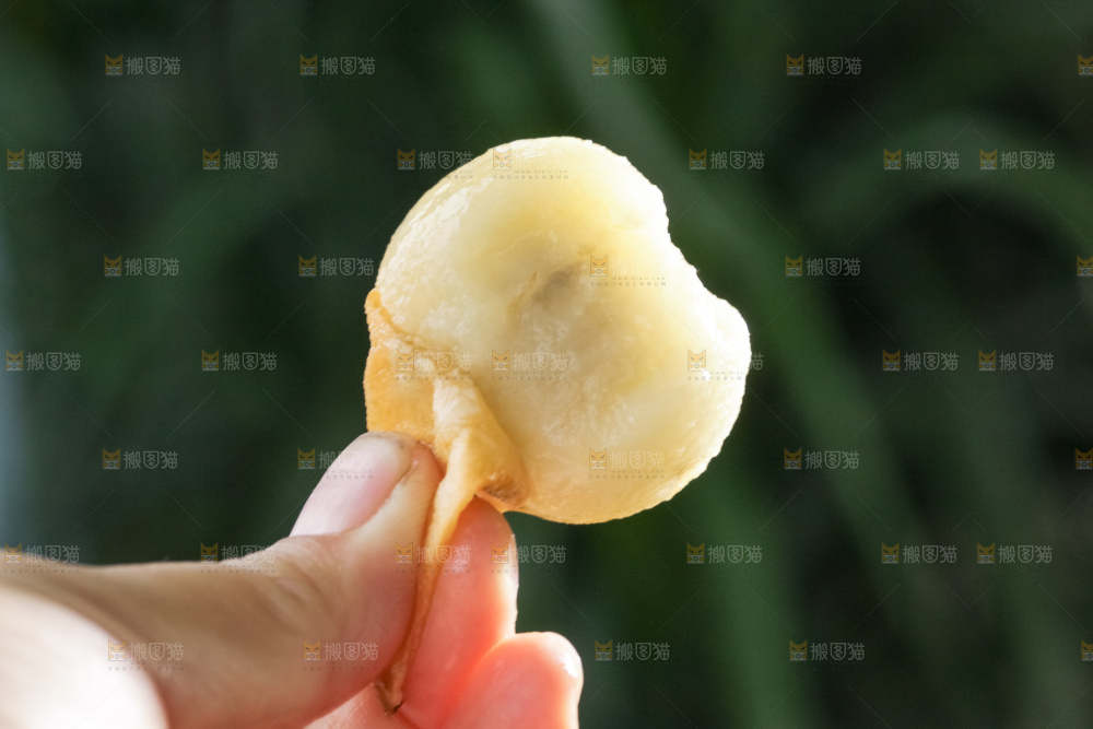 白玉枇杷