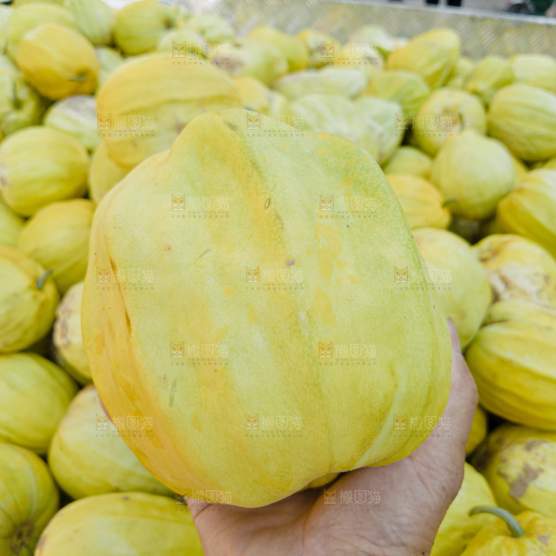 丑八怪香瓜