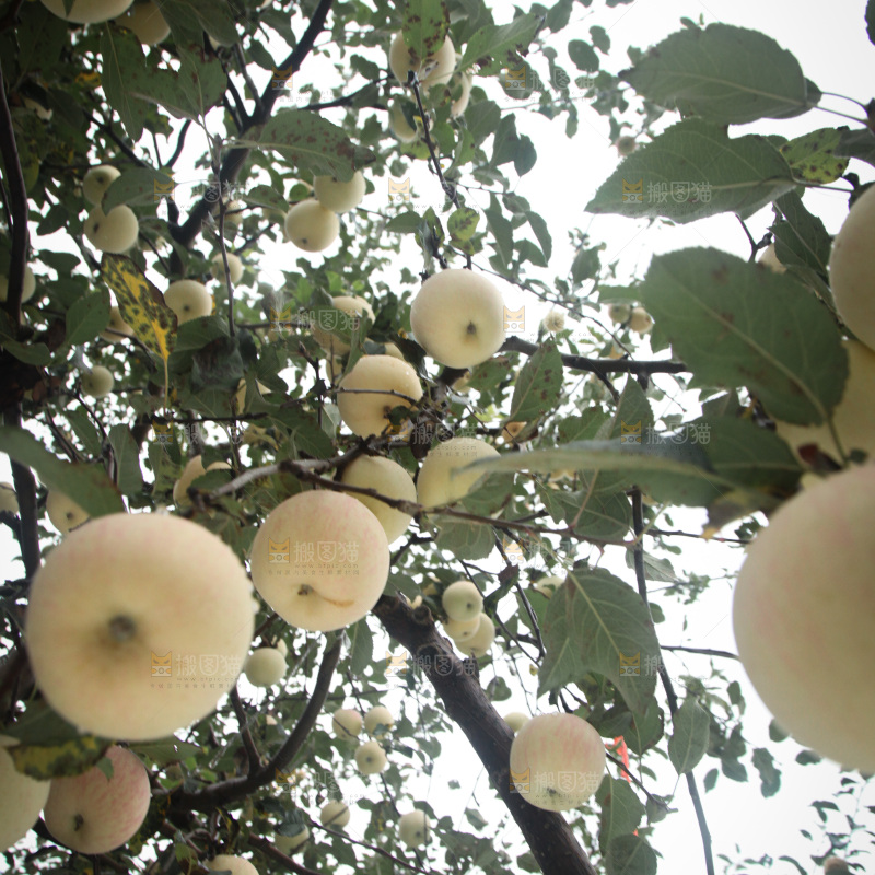 苹果树