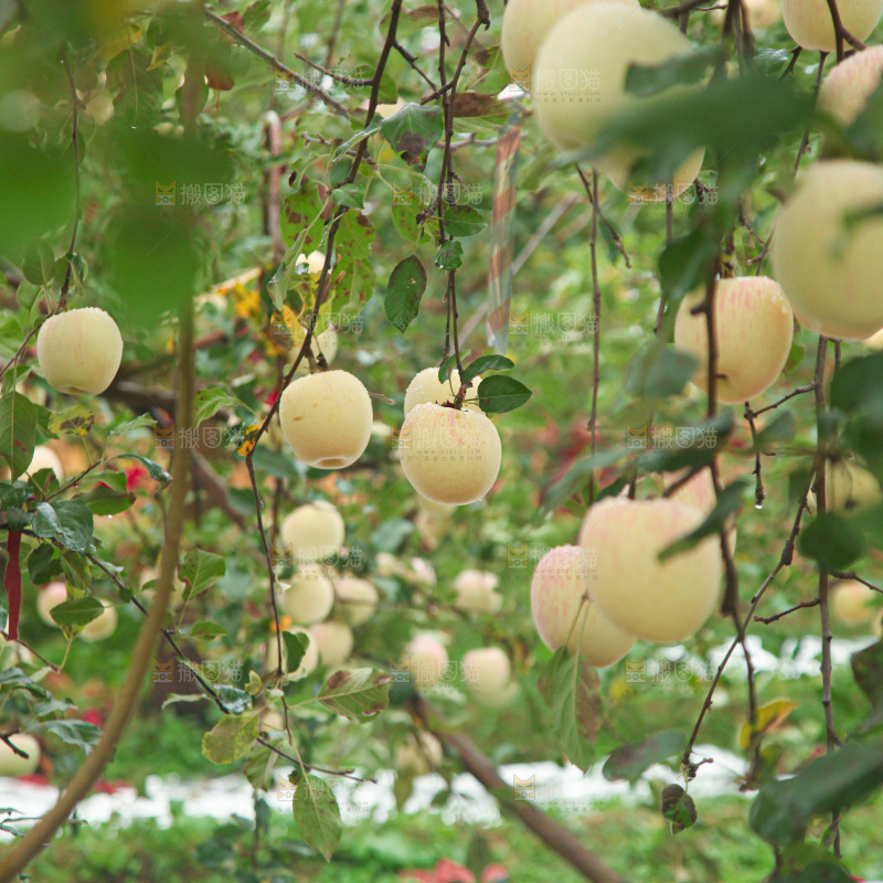 苹果树