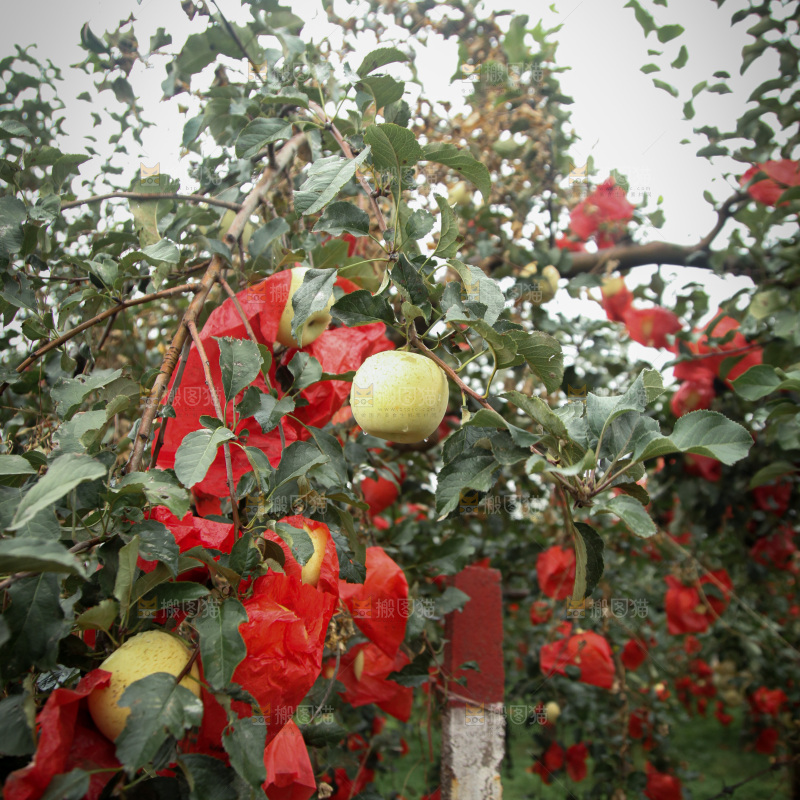 苹果树