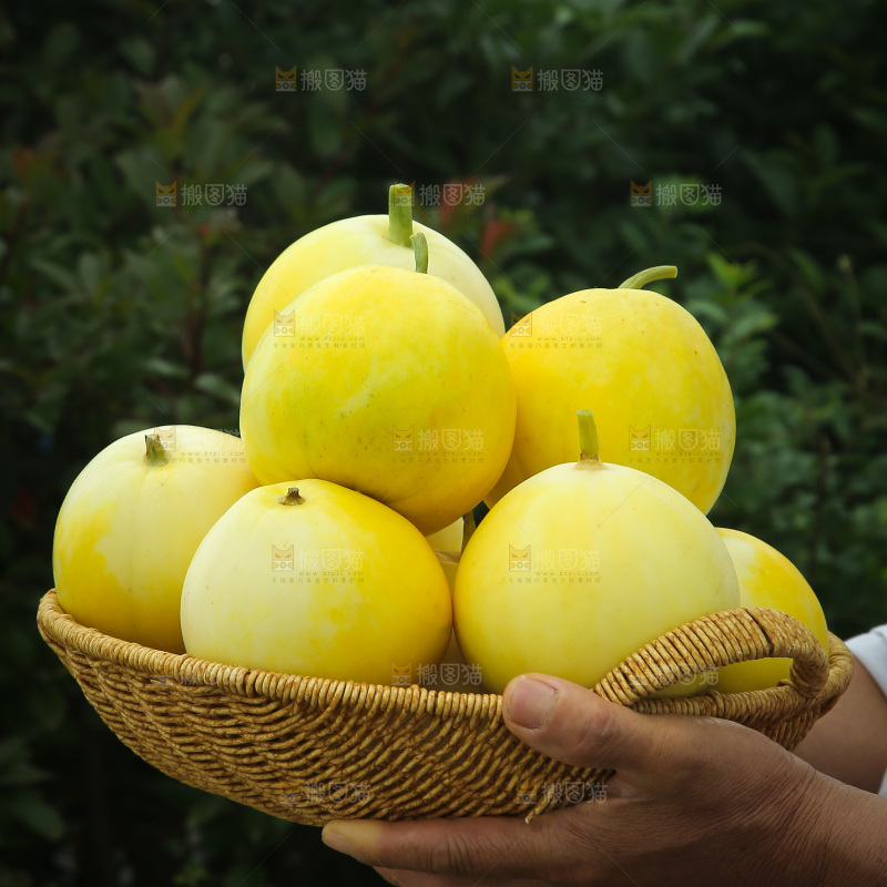 小蜜蜂甜瓜
