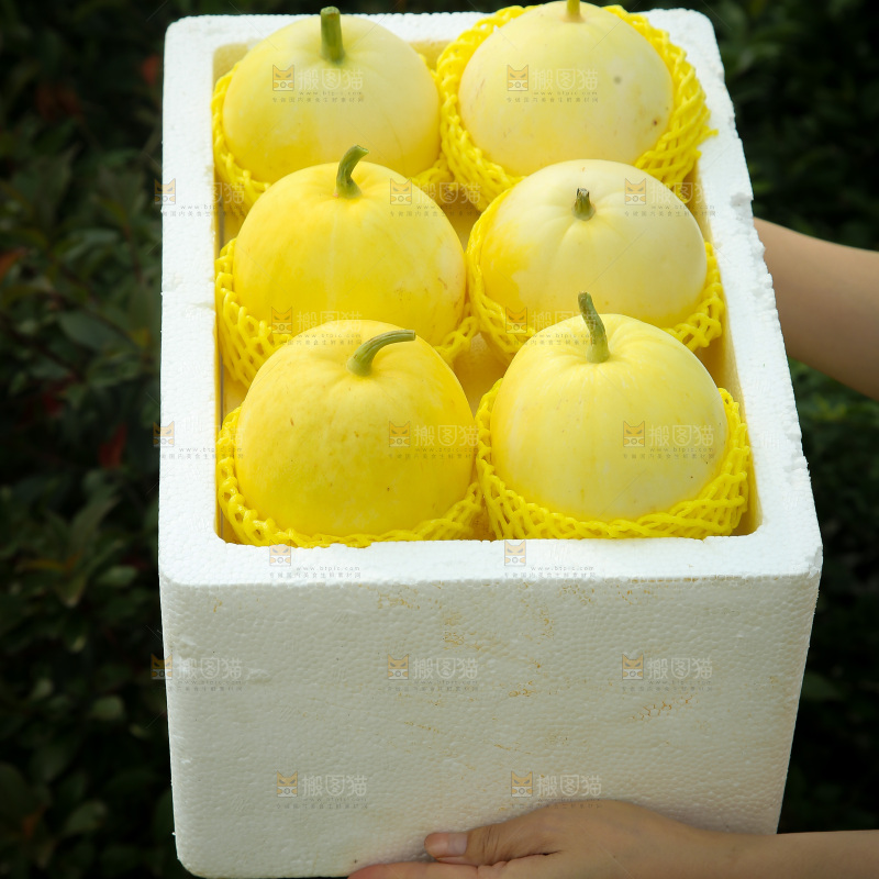 小蜜蜂甜瓜