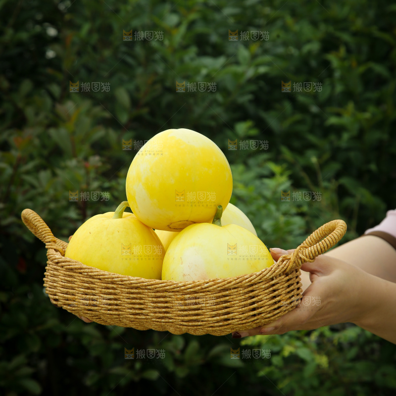 小蜜蜂甜瓜