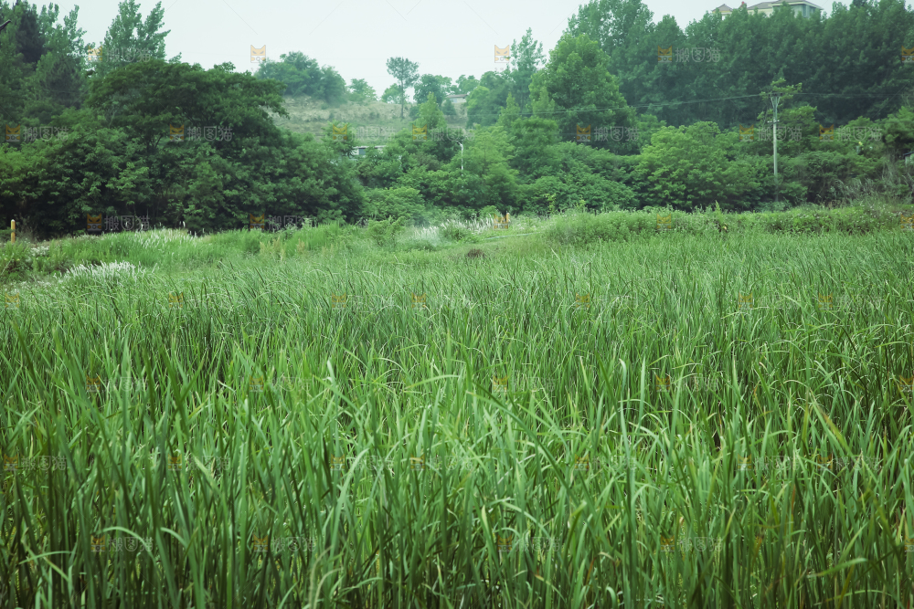 夏日雨后唯美