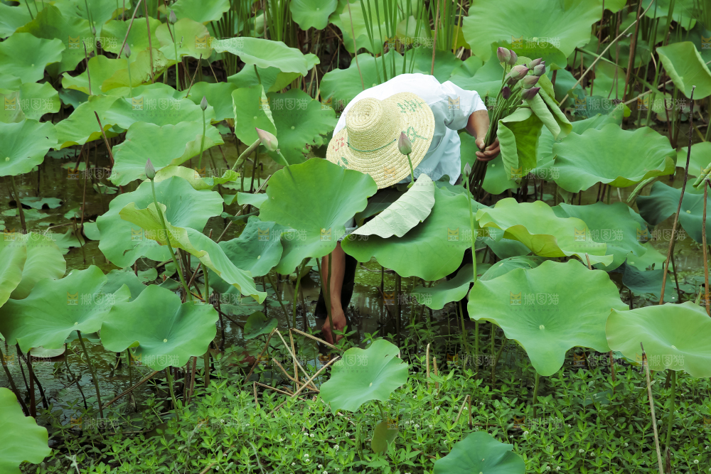 夏日雨后唯美