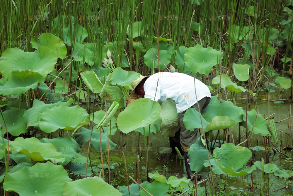 夏日雨后唯美