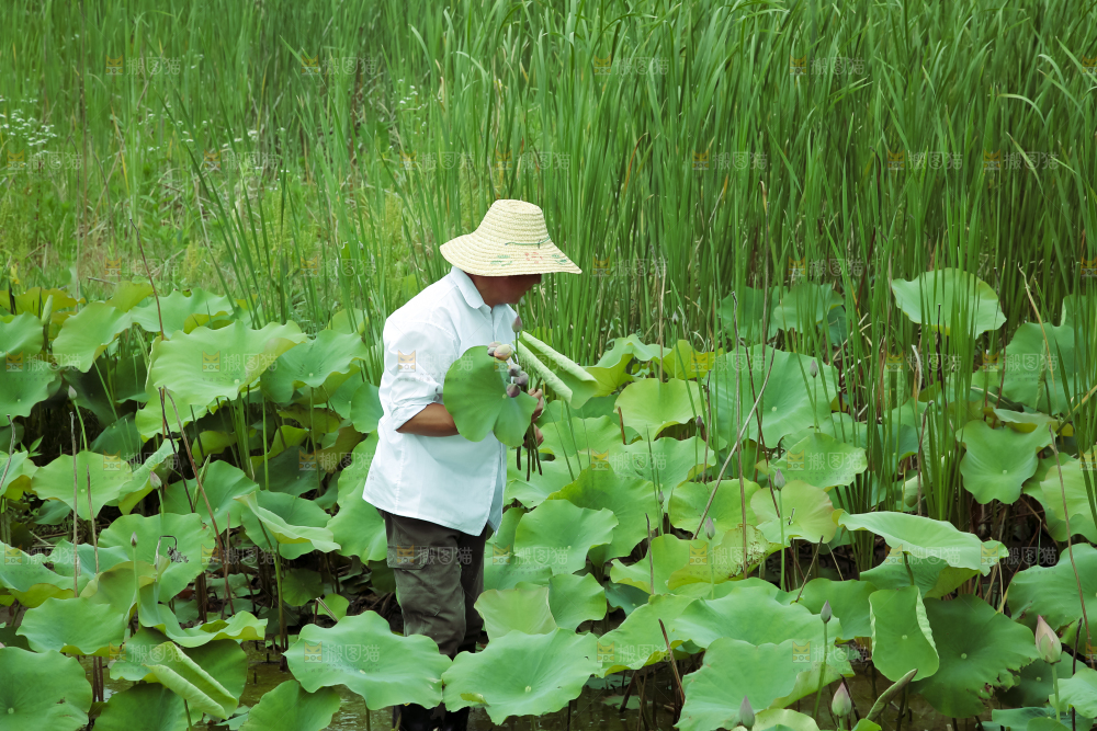 夏日雨后唯美