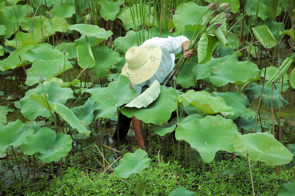 夏日雨后唯美