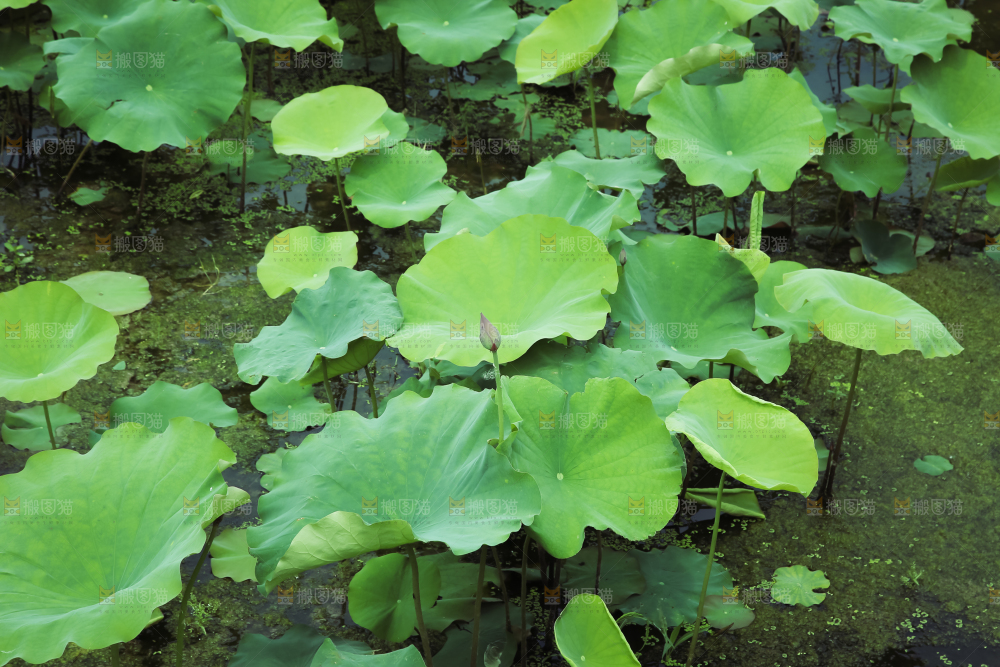 夏日雨后唯美