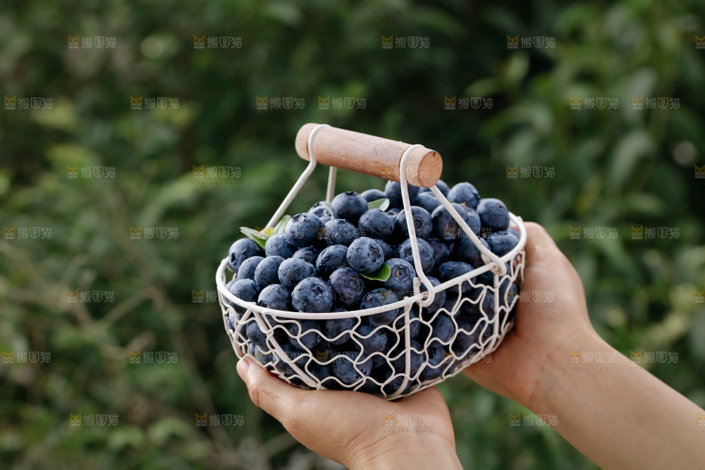 蓝莓